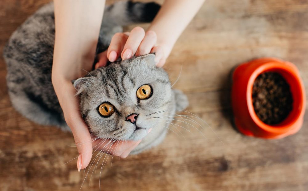 Получава ли котката ви достатъчно здравословна храна за котки и витамини